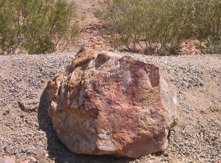 Desert Iguana